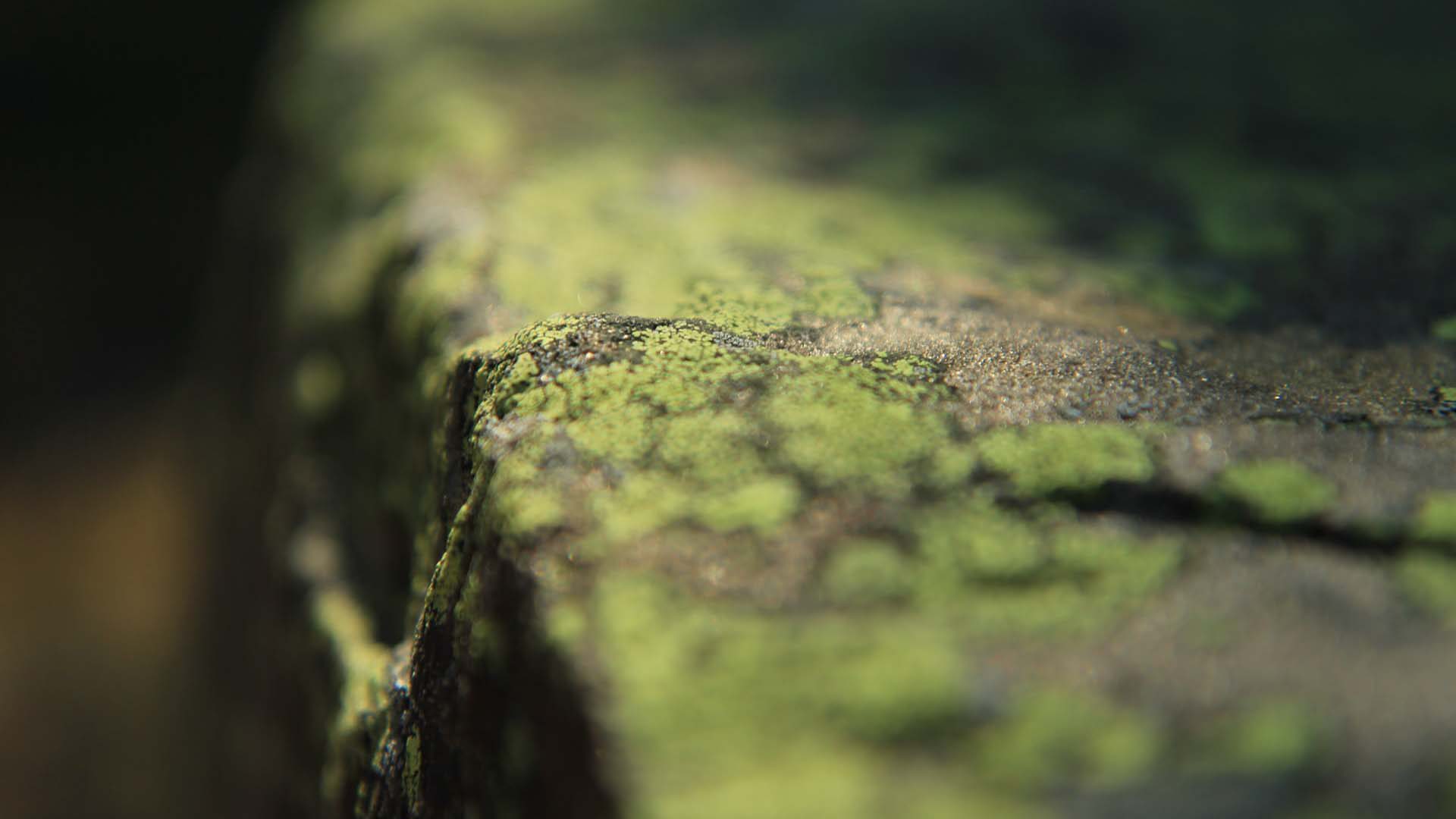 Using depth of field too sparingly slither shallow depth of field lichen on rock