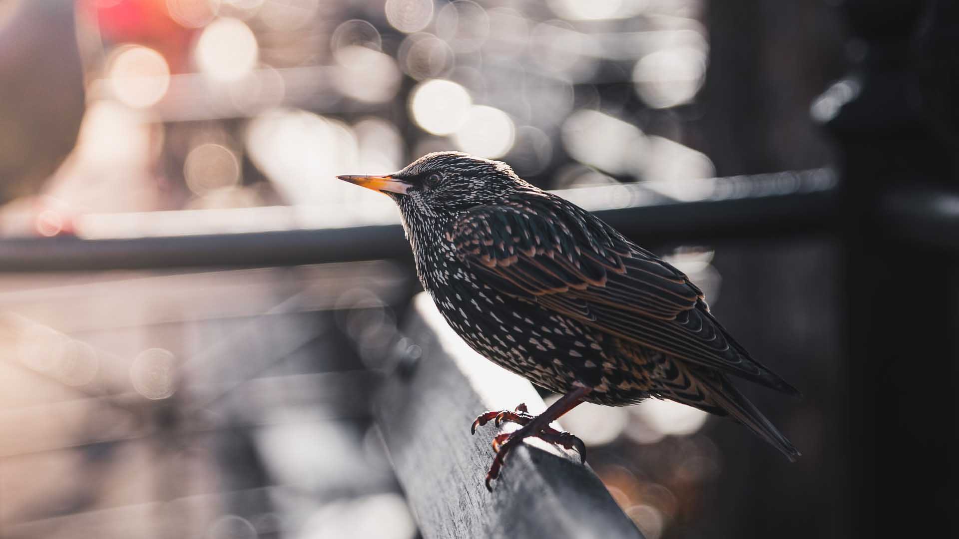 What is depth of field bokeh balls with bird in foreground